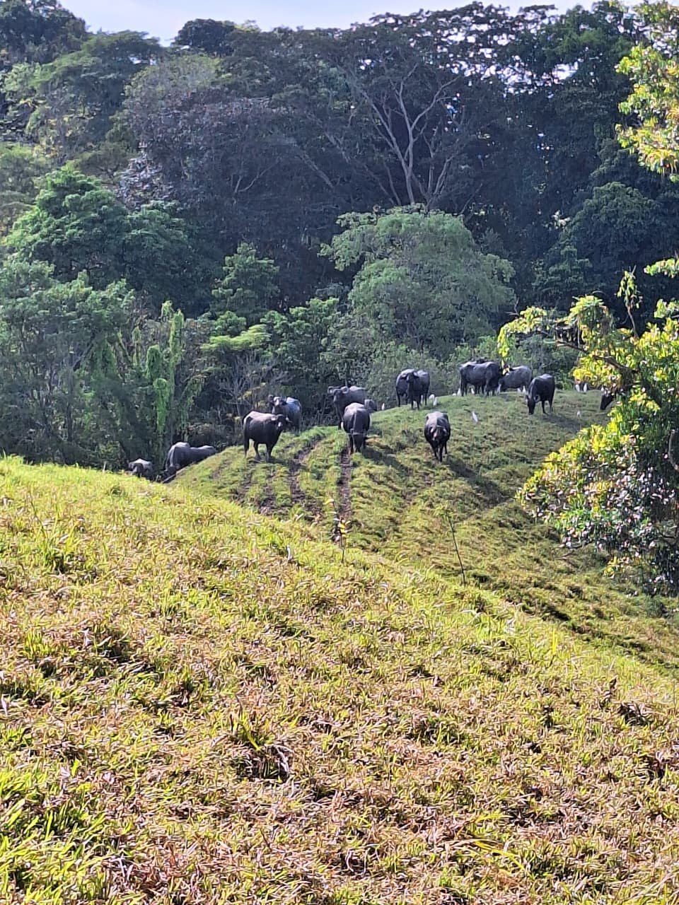 Vida en el territorio