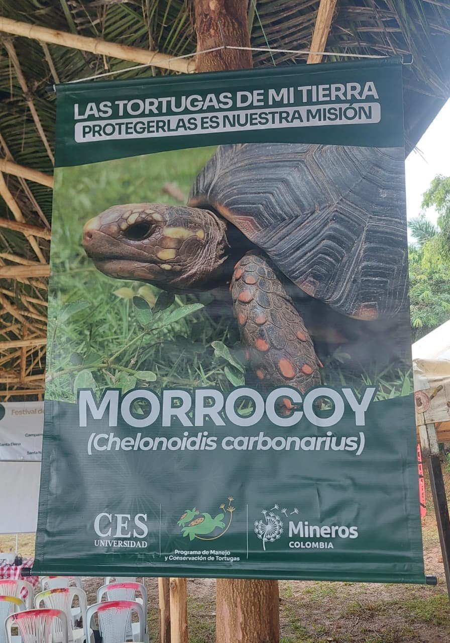 Liberación de tortugas