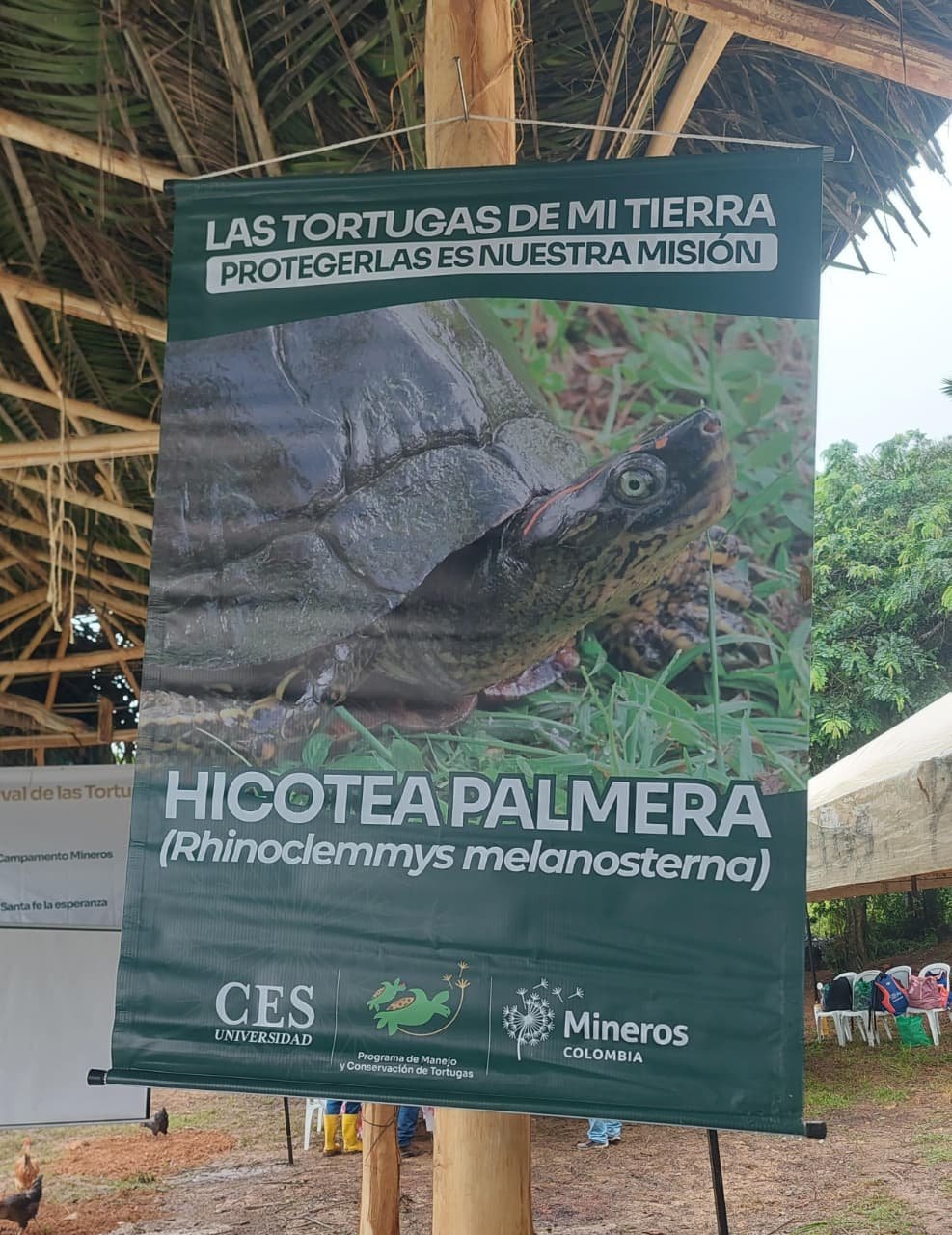 Festival de las Tortugas El Bagre